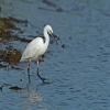 Little Egret